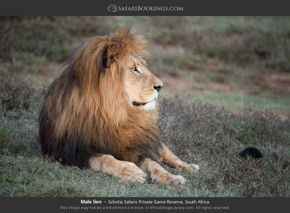 Male lion in Schotia Safaris Private Game Reserve, South Africa