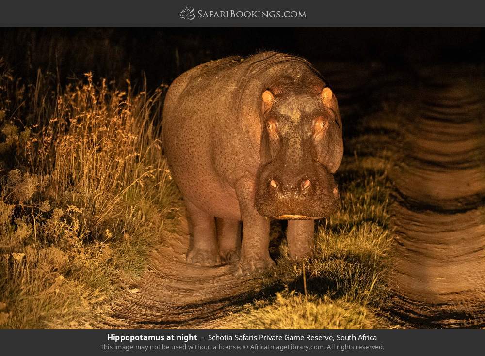 Hippopotamus at night in Schotia Safaris Private Game Reserve, South Africa