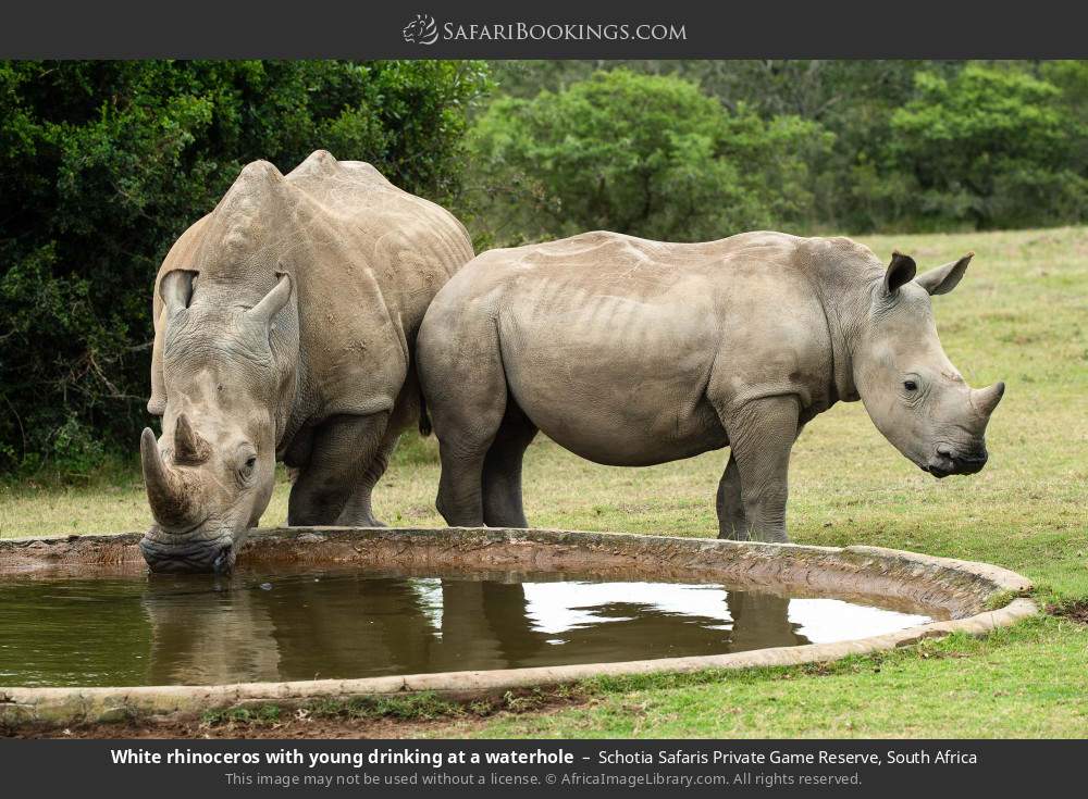 White rhinoceros with young drinking at a waterhole in Schotia Safaris Private Game Reserve, South Africa