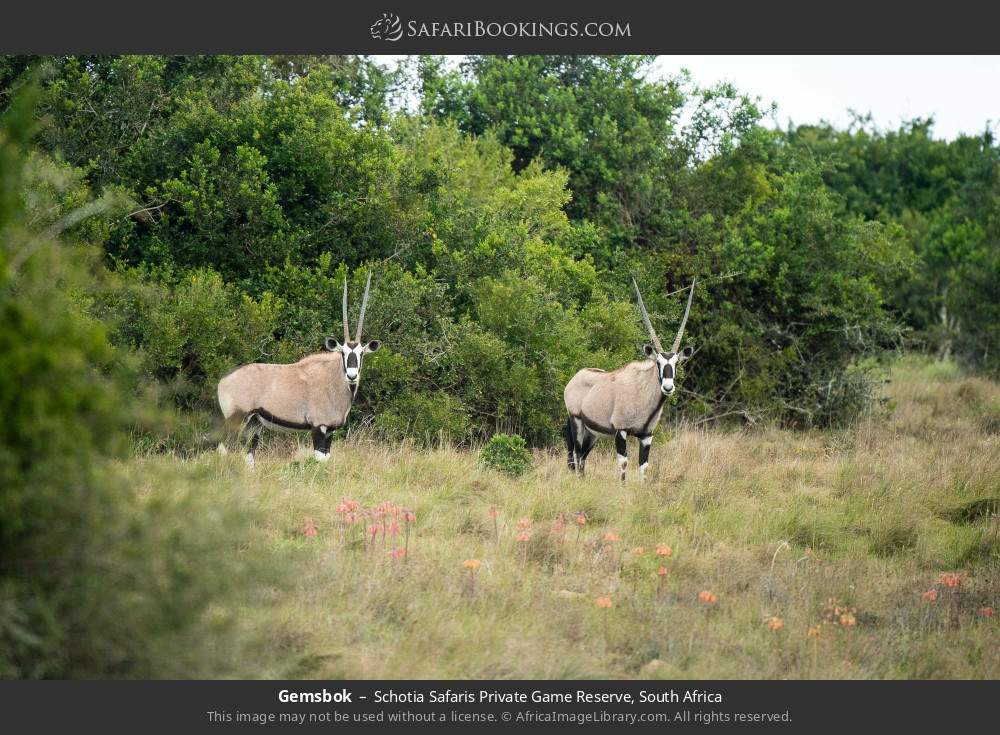 Gemsbok in Schotia Safaris Private Game Reserve, South Africa