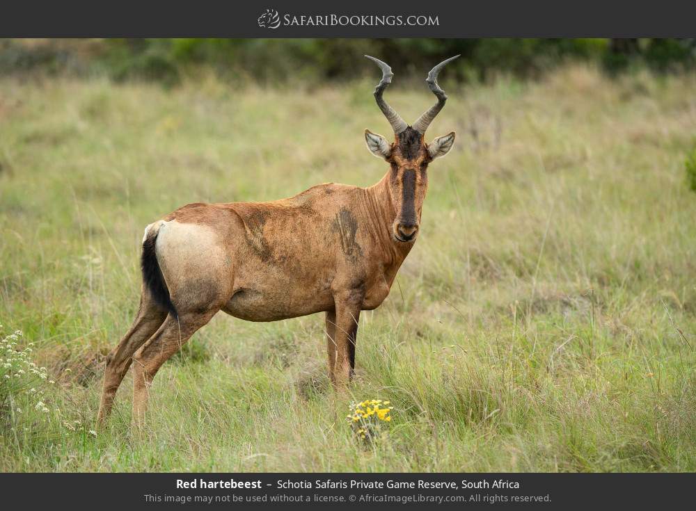 Red hartebeest in Schotia Safaris Private Game Reserve, South Africa