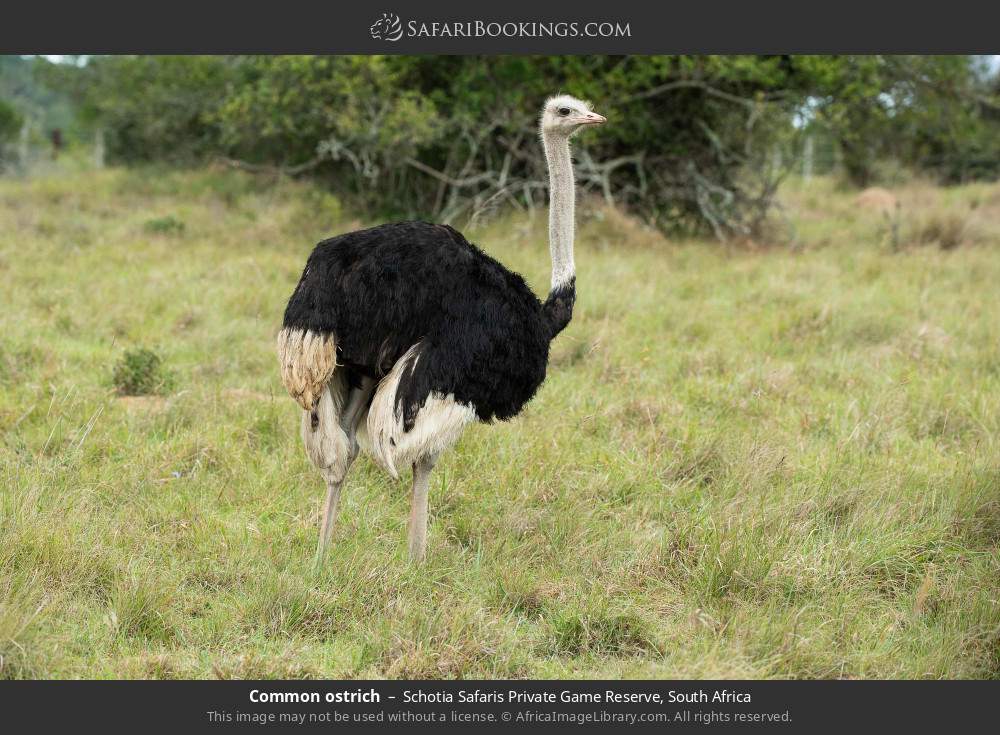 Common ostrich in Schotia Safaris Private Game Reserve, South Africa