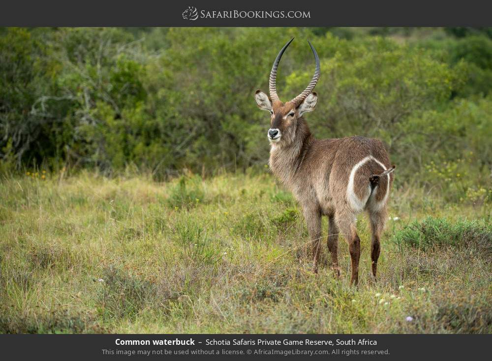 Common waterbuck in Schotia Safaris Private Game Reserve, South Africa