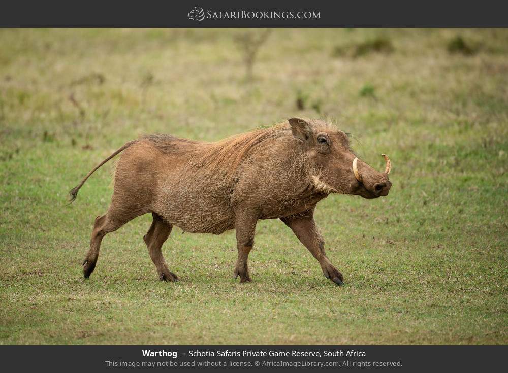 Warthog in Schotia Safaris Private Game Reserve, South Africa