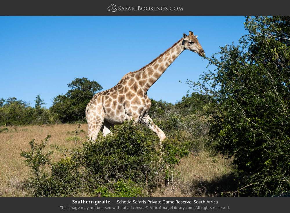 Southern giraffe in Schotia Safaris Private Game Reserve, South Africa