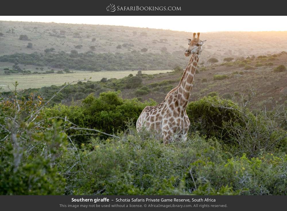 Southern giraffe in Schotia Safaris Private Game Reserve, South Africa