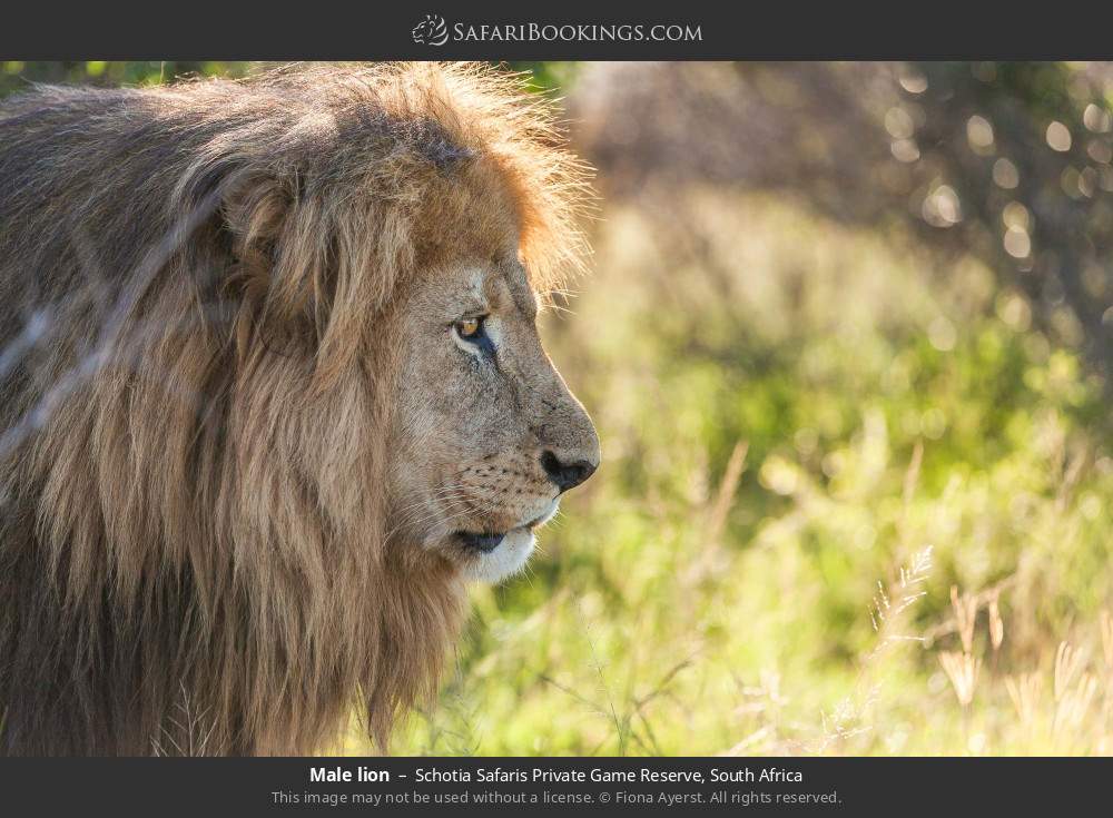 Male lion in Schotia Safaris Private Game Reserve, South Africa