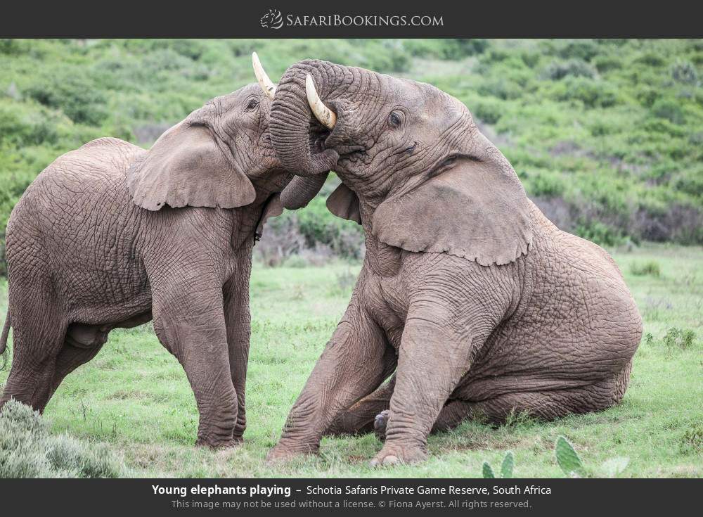 Young elephants playing in Schotia Safaris Private Game Reserve, South Africa
