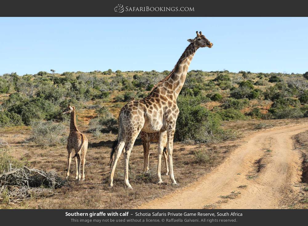 Southern giraffe with calf in Schotia Safaris Private Game Reserve, South Africa