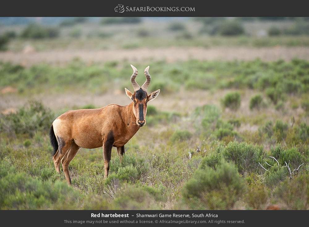 Red hartebeest in Shamwari Game Reserve, South Africa