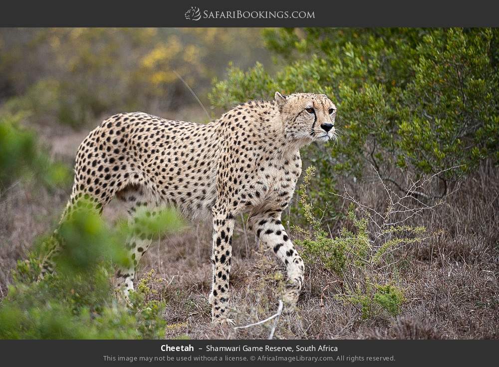 Cheetah in Shamwari Game Reserve, South Africa