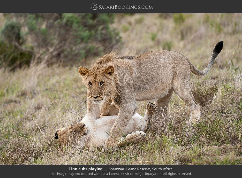 Lion cubs playing in Shamwari Game Reserve, South Africa