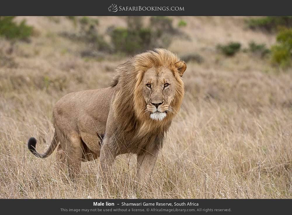 Male lion in Shamwari Game Reserve, South Africa