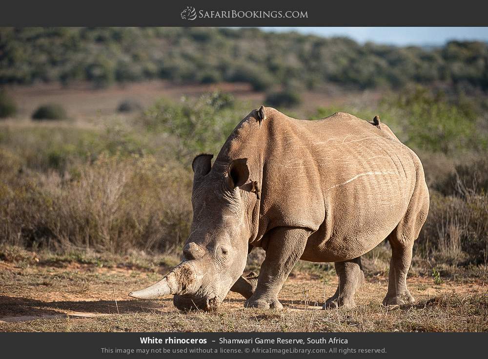 White rhinoceros in Shamwari Game Reserve, South Africa