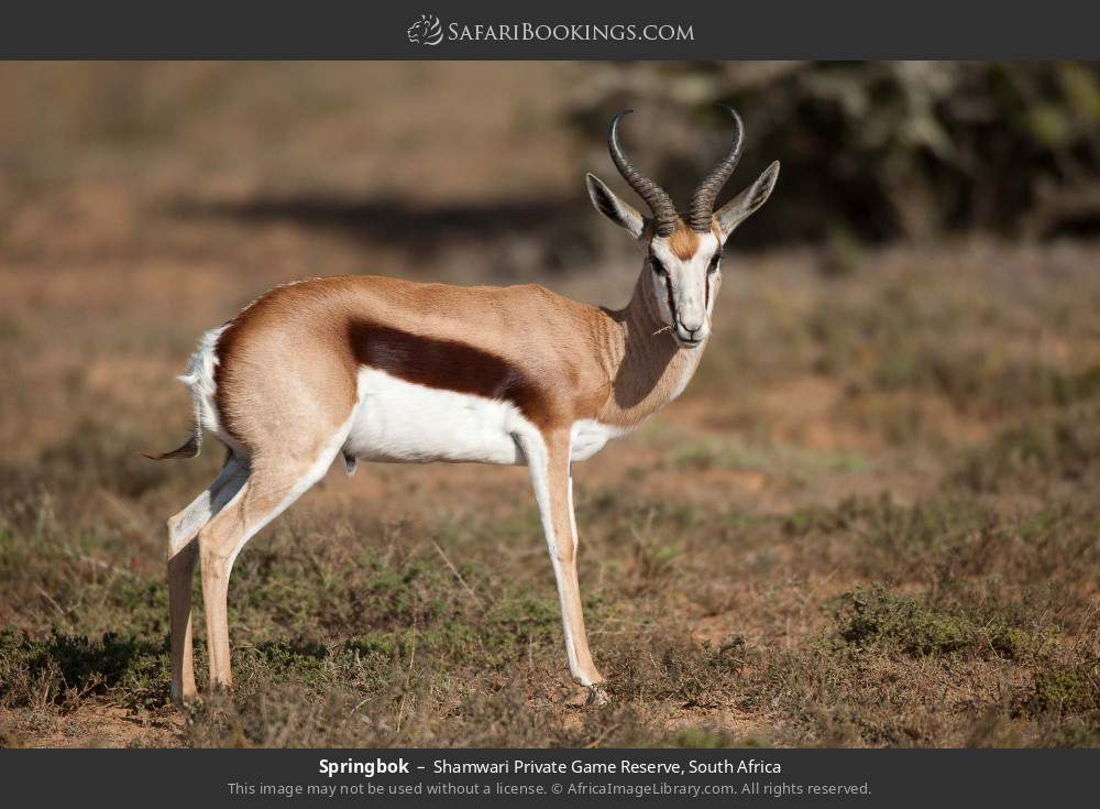 Springbok in Shamwari Private Game Reserve, South Africa