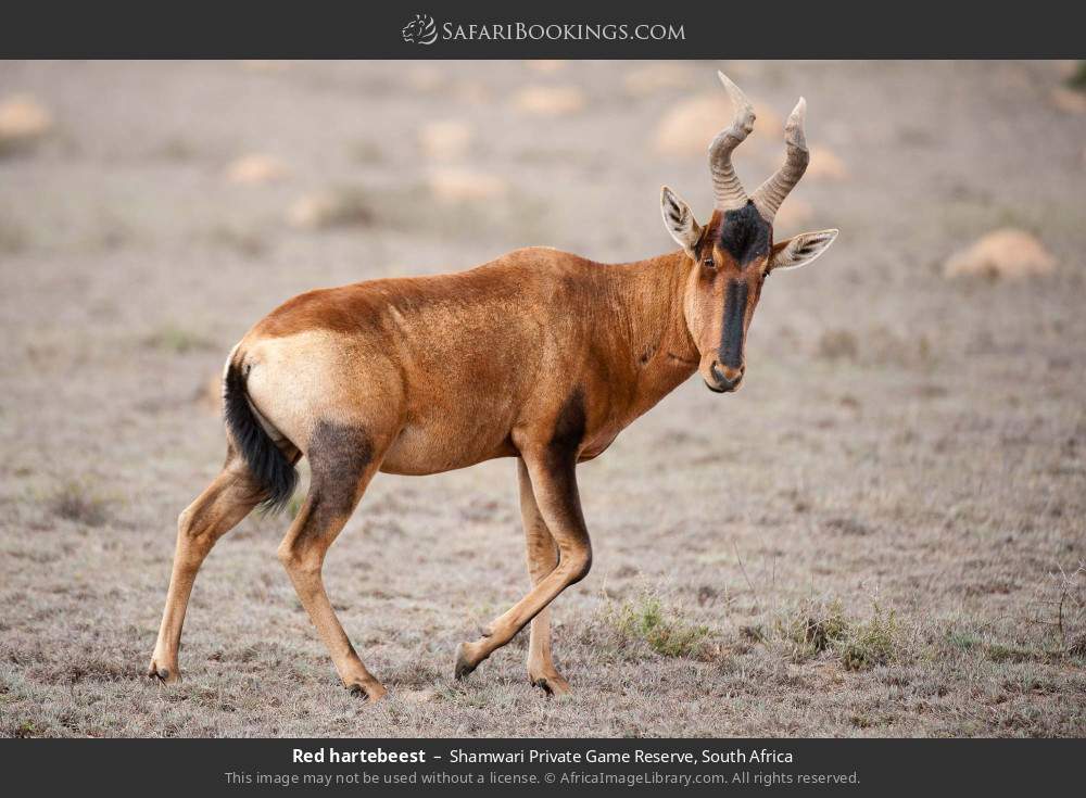 Red hartebeest in Shamwari Private Game Reserve, South Africa