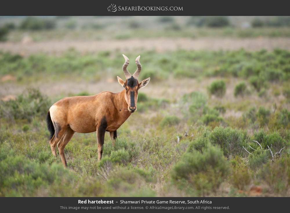 Red hartebeest in Shamwari Private Game Reserve, South Africa