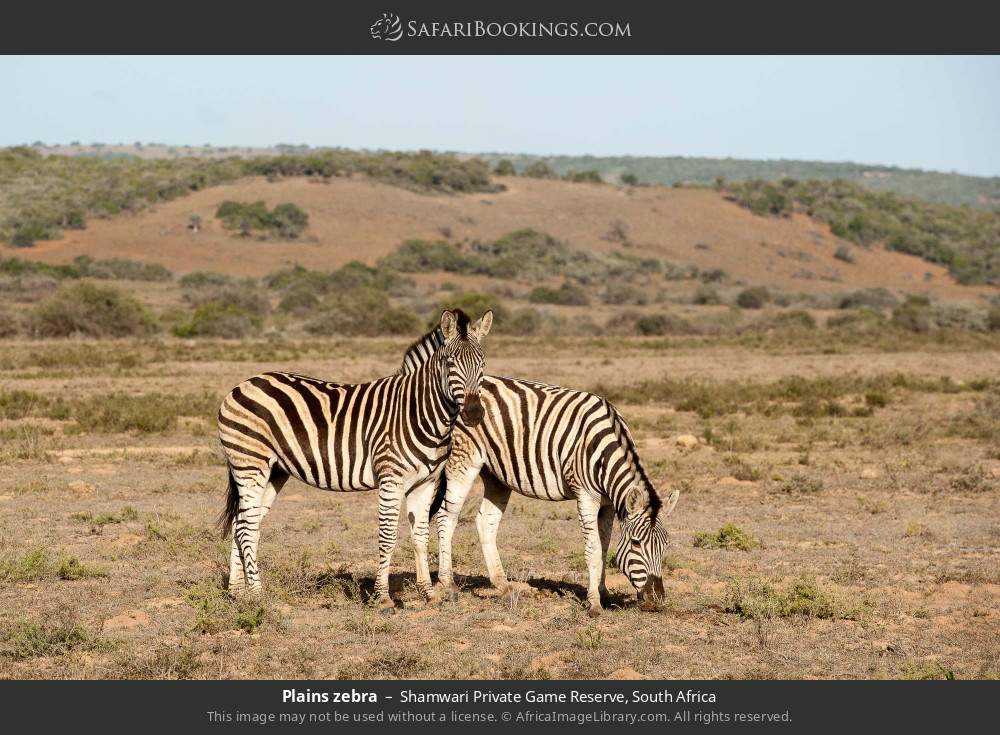 Plains zebra in Shamwari Private Game Reserve, South Africa
