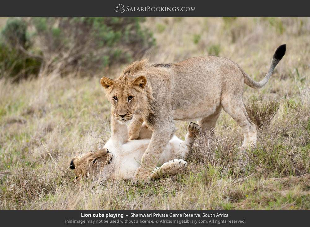 Lion cubs playing in Shamwari Private Game Reserve, South Africa