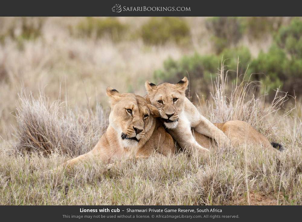 Lioness with cub in Shamwari Private Game Reserve, South Africa