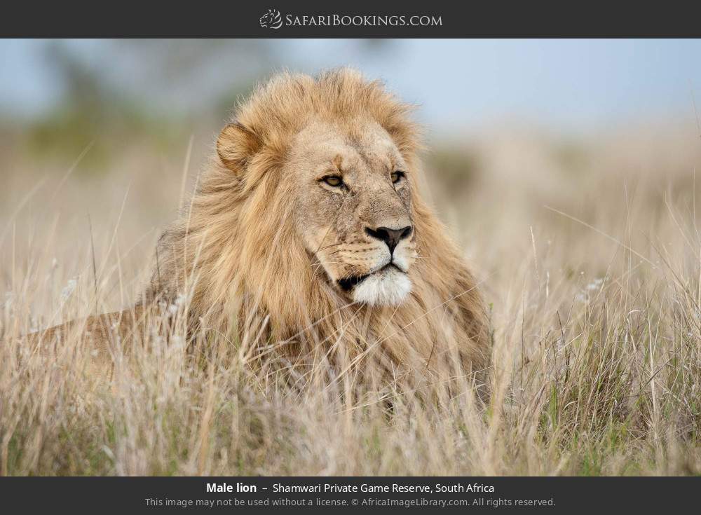Male lion in Shamwari Private Game Reserve, South Africa