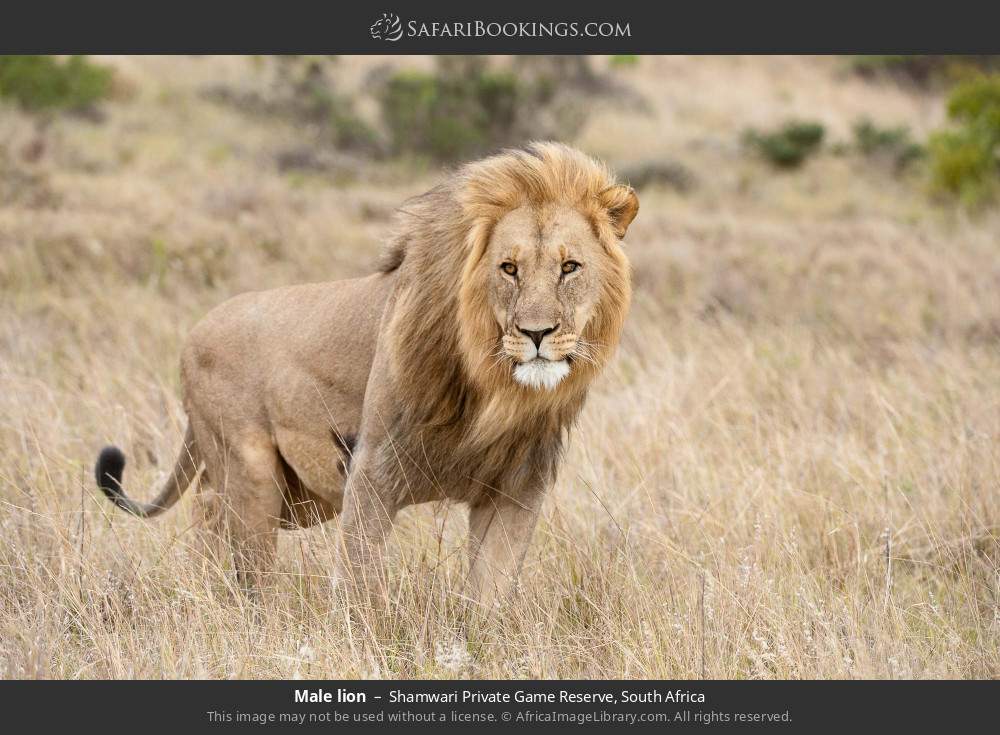 Male lion in Shamwari Private Game Reserve, South Africa