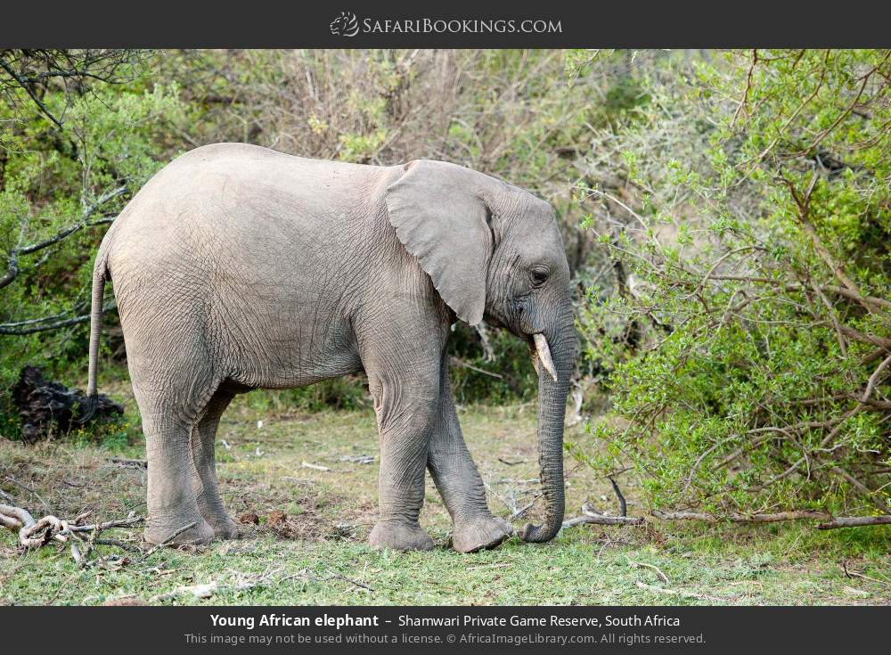 Young African elephant in Shamwari Private Game Reserve, South Africa