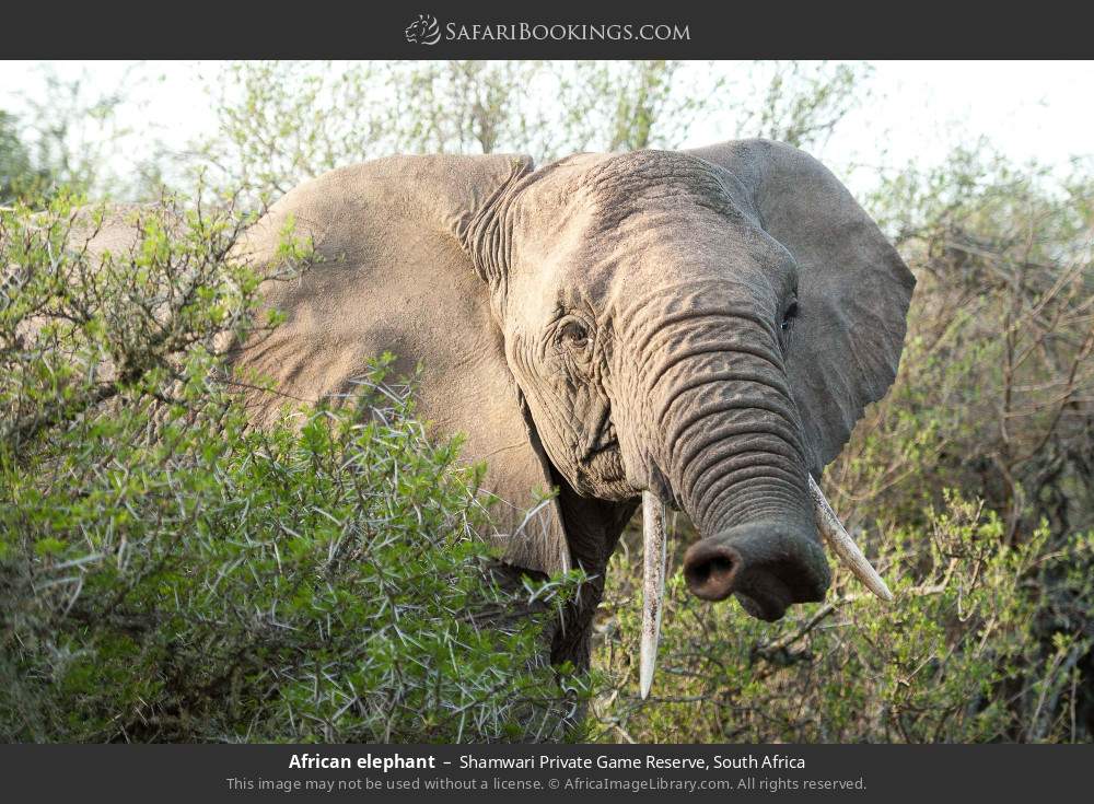 African elephant in Shamwari Private Game Reserve, South Africa