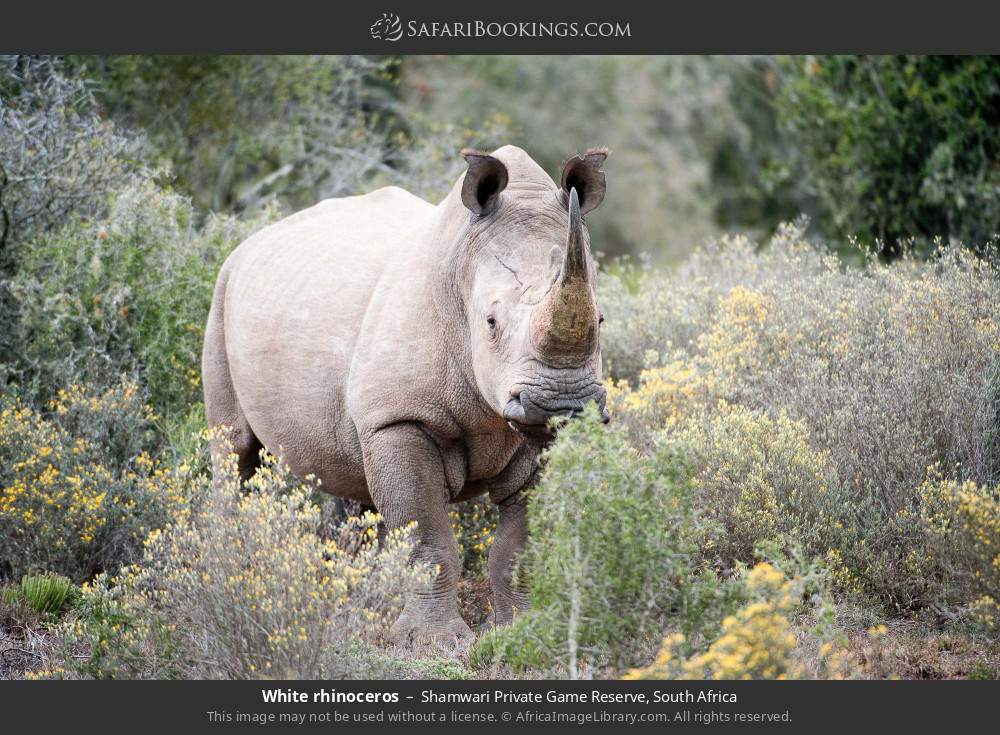 White rhinoceros in Shamwari Private Game Reserve, South Africa