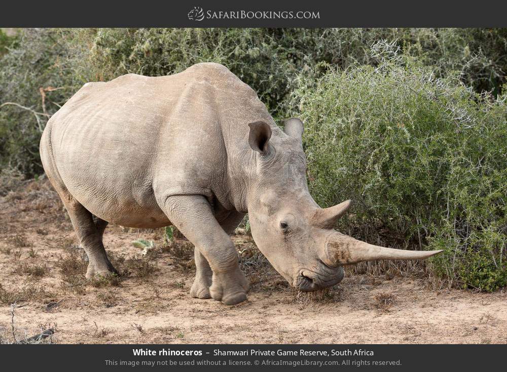 White rhinoceros in Shamwari Private Game Reserve, South Africa