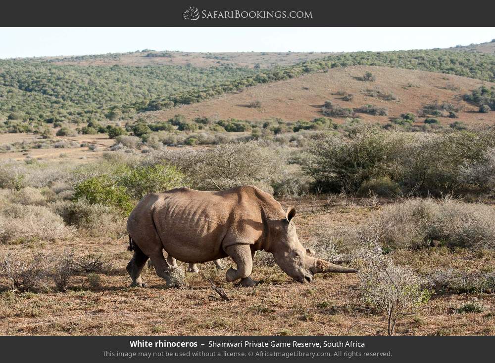 White rhinoceros in Shamwari Private Game Reserve, South Africa