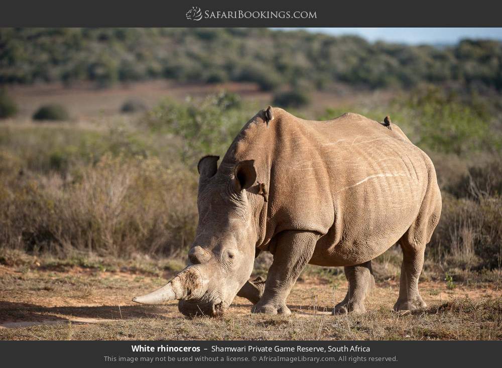 White rhinoceros in Shamwari Private Game Reserve, South Africa