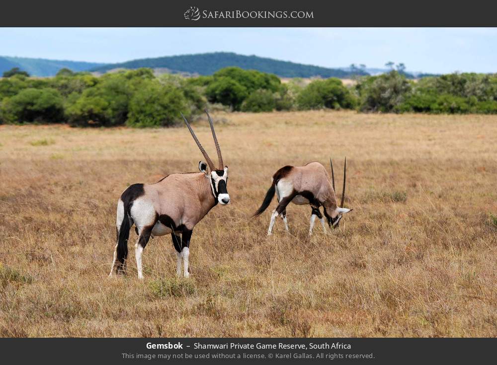 Gemsbok in Shamwari Private Game Reserve, South Africa