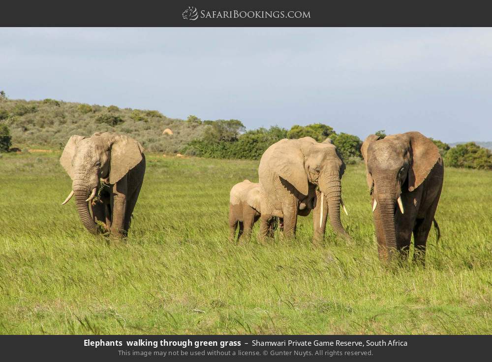 Elephants  walking through green grass in Shamwari Private Game Reserve, South Africa