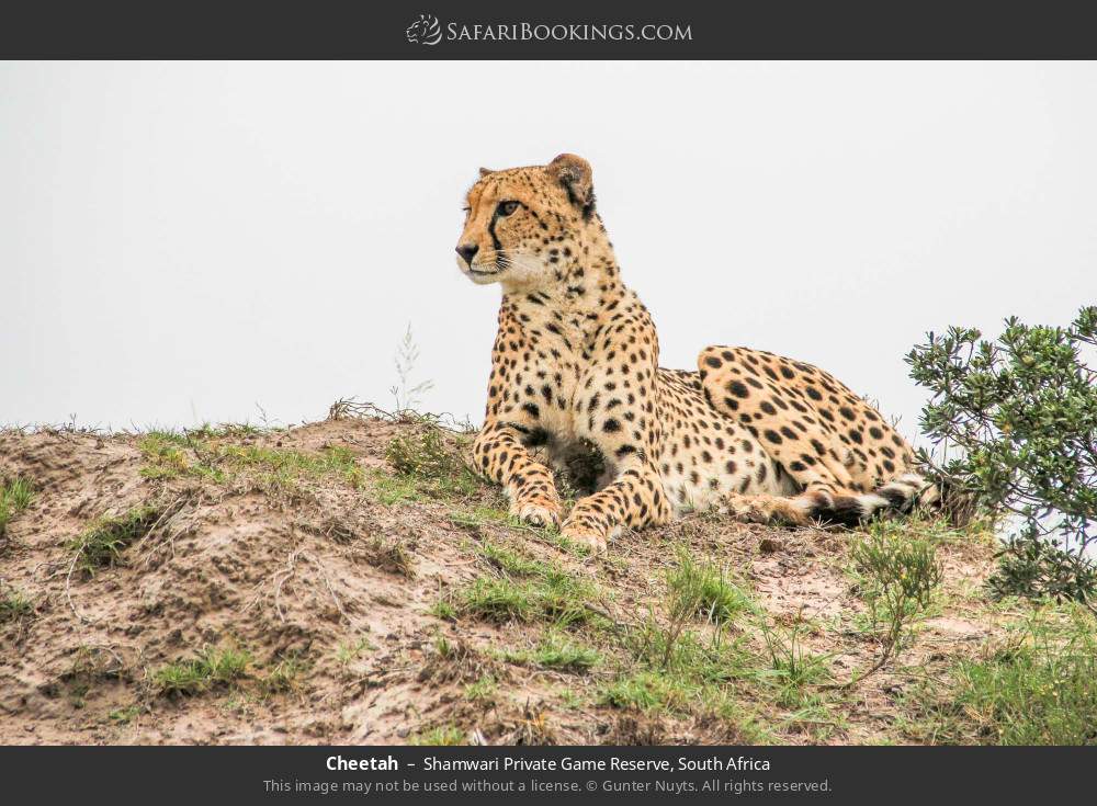 Cheetah in Shamwari Private Game Reserve, South Africa