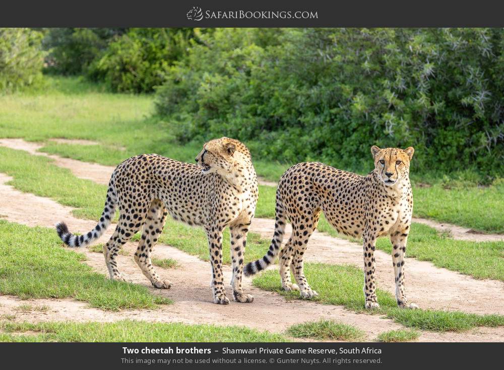 Two cheetah brothers in Shamwari Private Game Reserve, South Africa