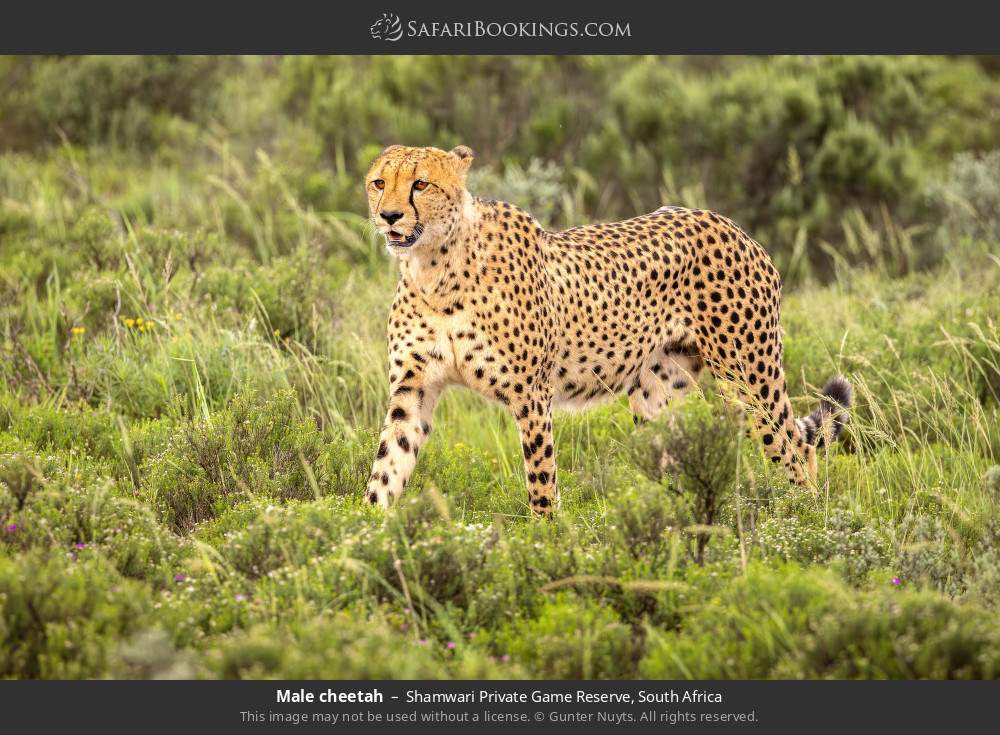 Male cheetah in Shamwari Private Game Reserve, South Africa