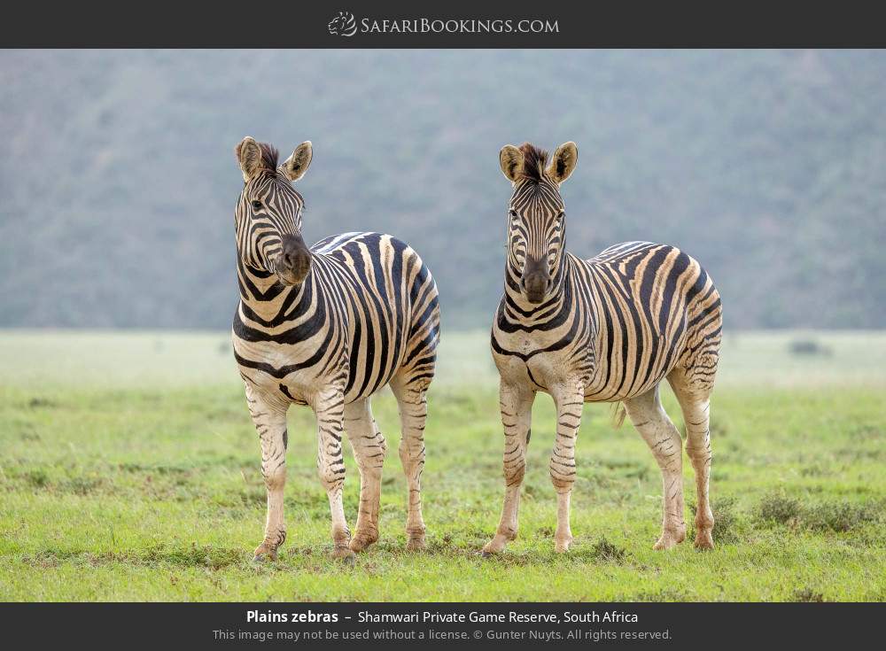 Plains zebras in Shamwari Private Game Reserve, South Africa