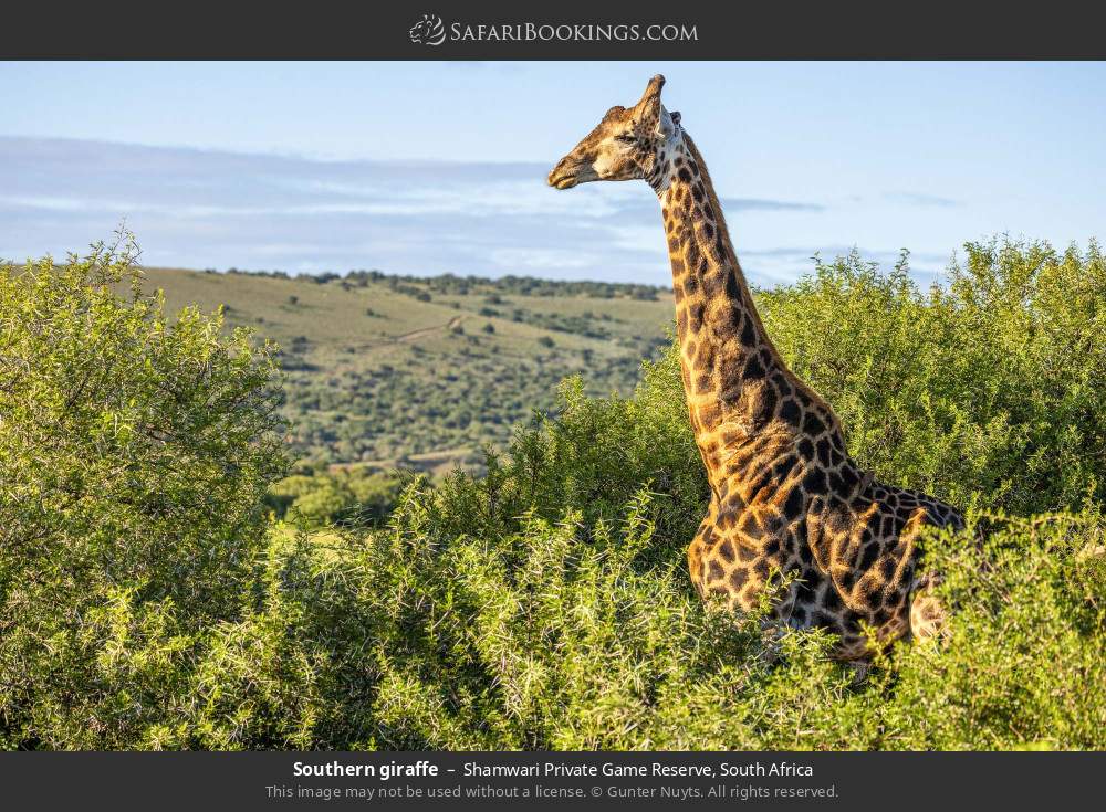 Southern giraffe in Shamwari Private Game Reserve, South Africa