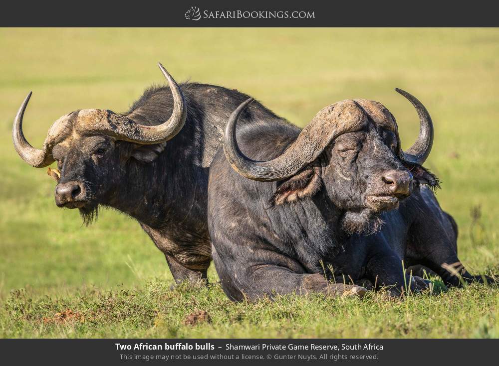 Two African buffalo bulls in Shamwari Private Game Reserve, South Africa