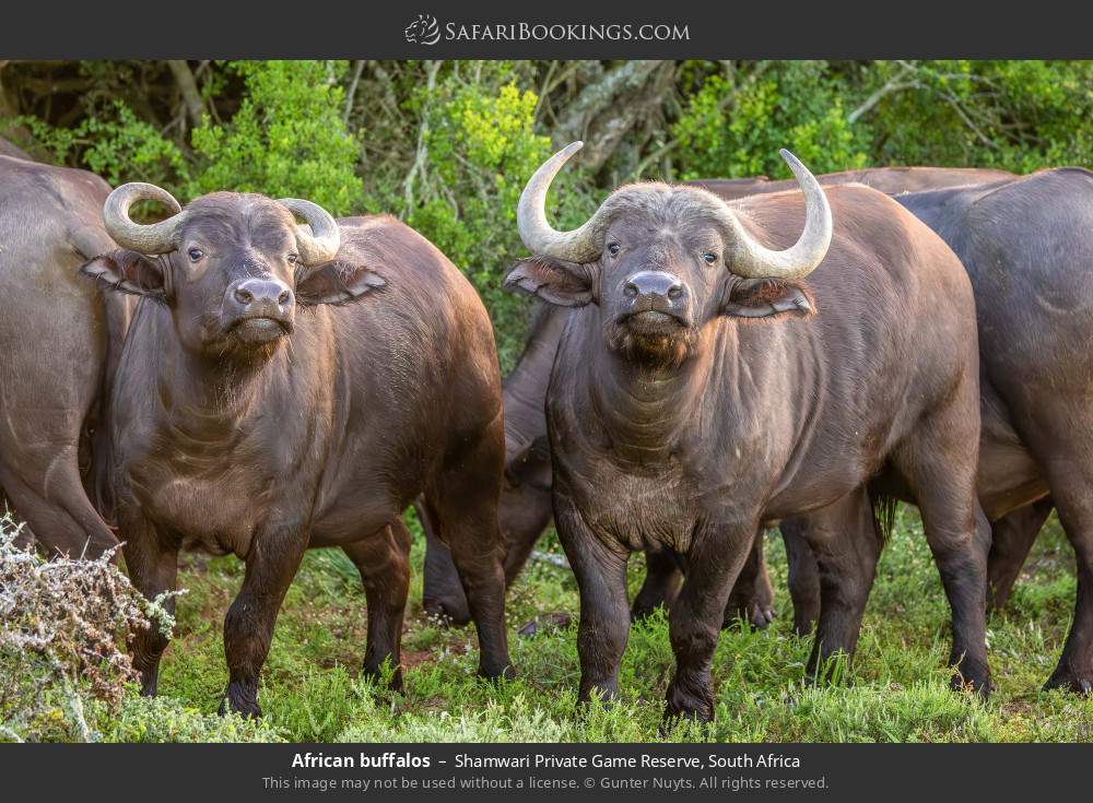 African buffalos in Shamwari Private Game Reserve, South Africa