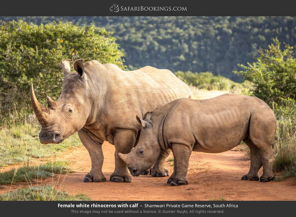 Female white rhinoceros with calf in Shamwari Private Game Reserve, South Africa