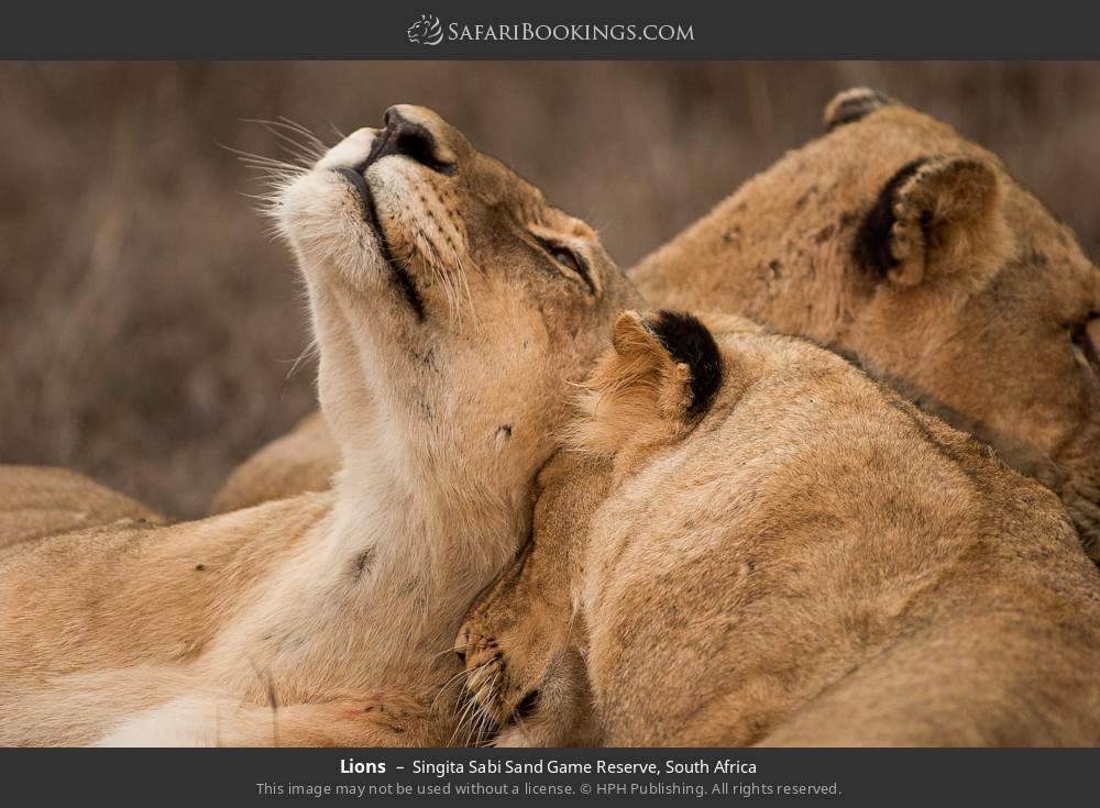 Lions in Singita Sabi Sand Game Reserve, South Africa
