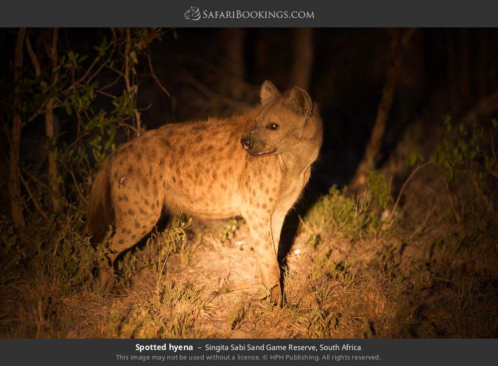 Spotted hyena in Singita Sabi Sand Game Reserve, South Africa