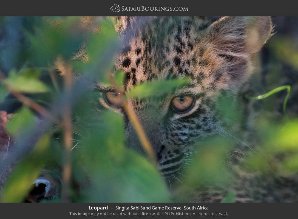Leopard in Singita Sabi Sand Game Reserve, South Africa
