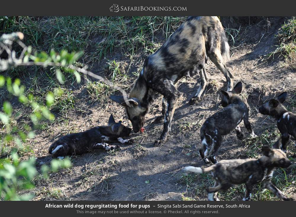 African wild dog regurgitating food for pups in Singita Sabi Sand Game Reserve, South Africa