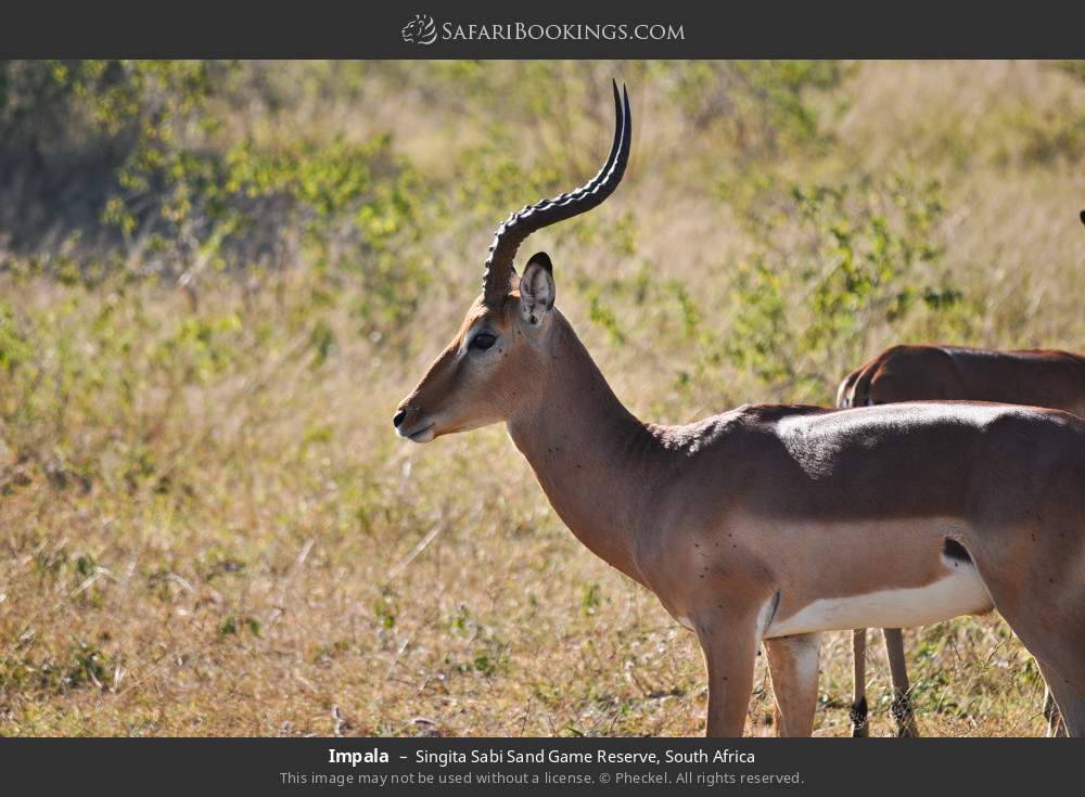 Impala in Singita Sabi Sand Game Reserve, South Africa