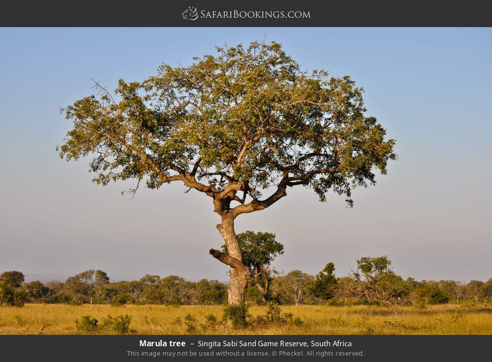 Marula tree in Singita Sabi Sand Game Reserve, South Africa