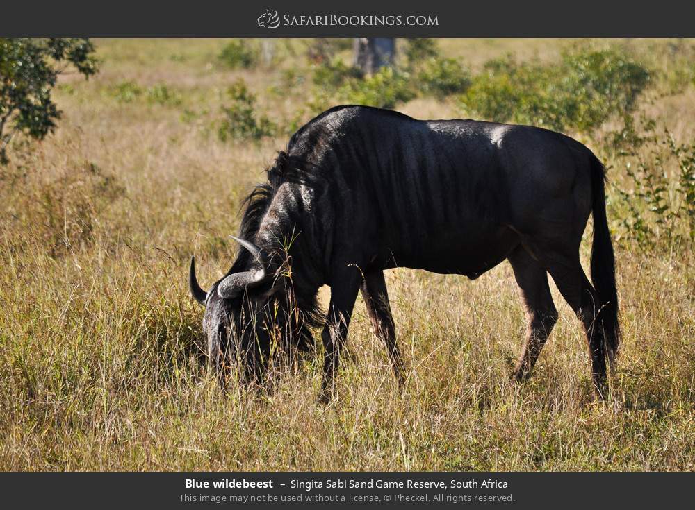 Blue wildebeest in Singita Sabi Sand Game Reserve, South Africa
