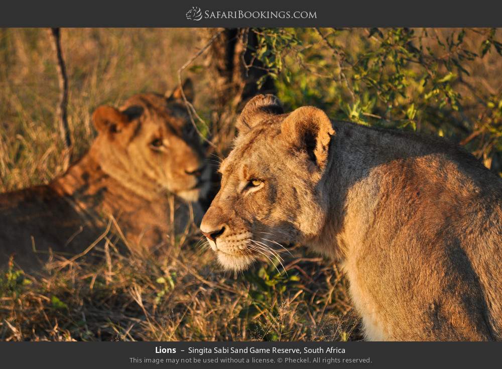 Lions in Singita Sabi Sand Game Reserve, South Africa